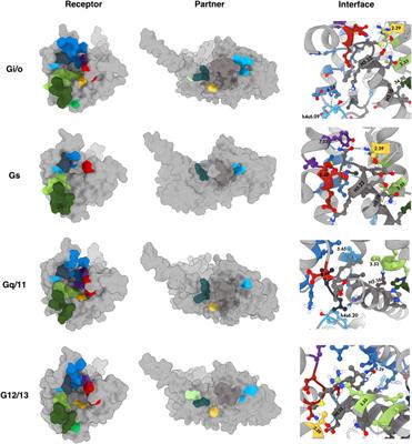 Decoding Partner Specificity of Opioid Receptor Family